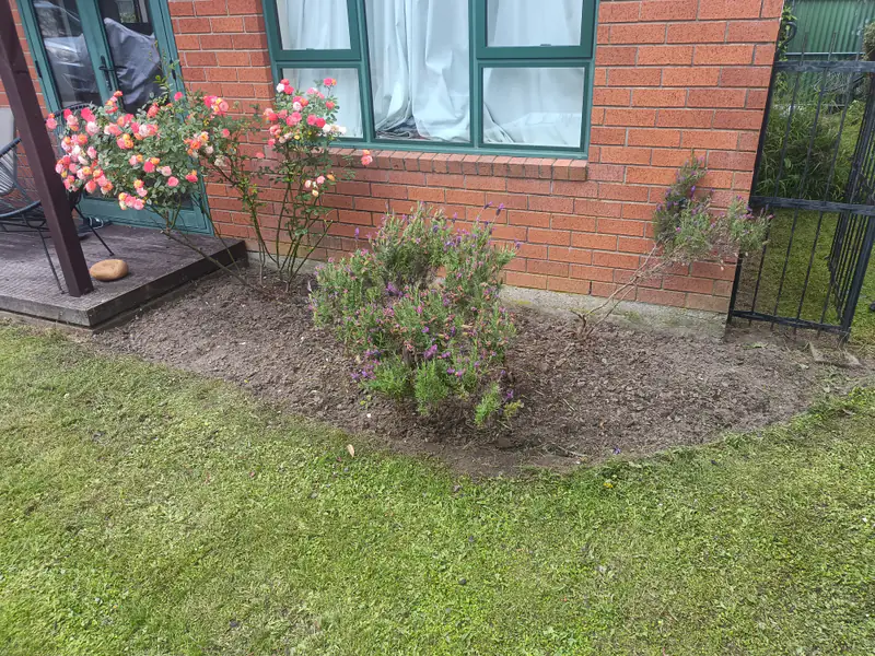 The same rose bed weeded, edged and tidied after Emma-Jane's visit